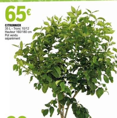 Citronnier