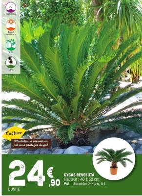 Cycas Revoluta