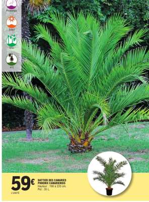 DATTIER DES CANARIES PHOENIX CANARIENSIS