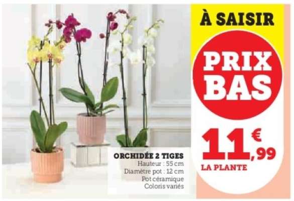 Orchidée 2 tiges