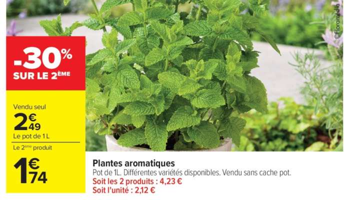 Plantes Aromatiques