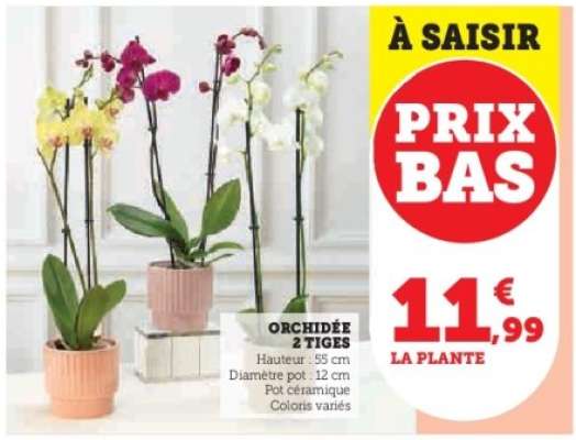 Orchidée 2 tiges