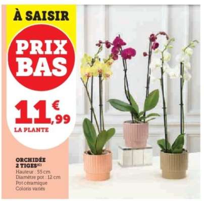 Orchidée 2 tiges