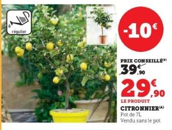 Citronnier