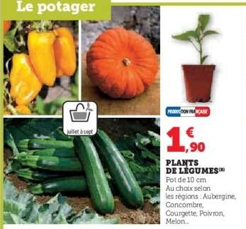 Plants De Legumes