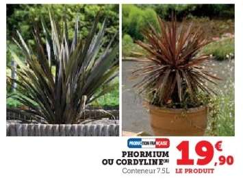 Phormium ou Cordyline