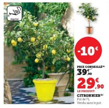 Citronnier