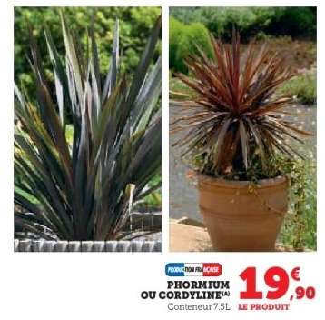 Phormium ou Cordyline