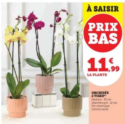 Orchidée 2 tiges
