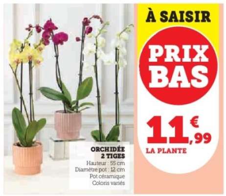 Orchidée 2 tiges