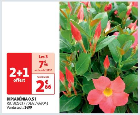 Dipladenia 0,5 L