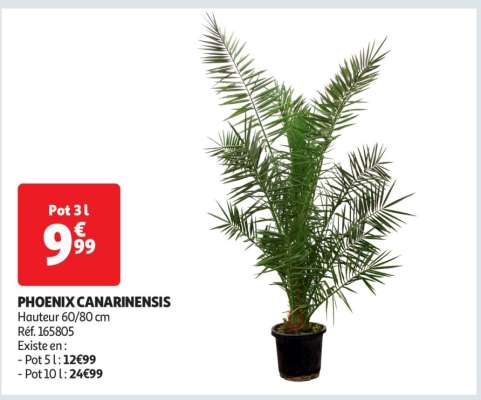 Phoenix Canariensis