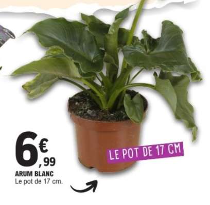 ARUM BLANC