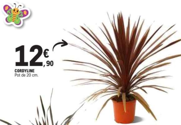 CORDYLINE