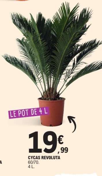 Cycas Revoluta
