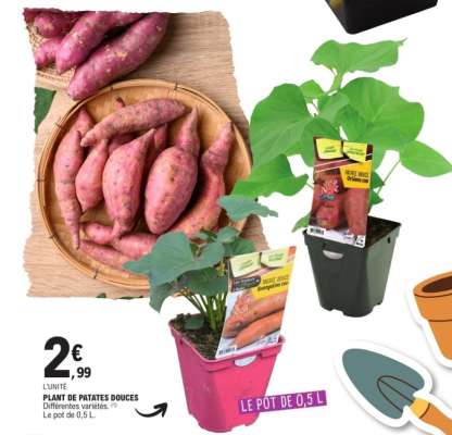 PLANT DE PATATES DOUCES