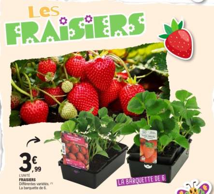 Fraisiers