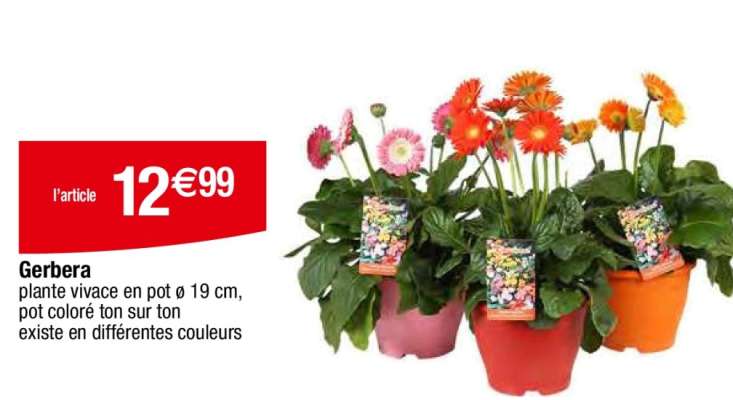 Gerbera
