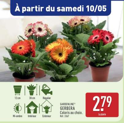GARDENLINE GERBERA