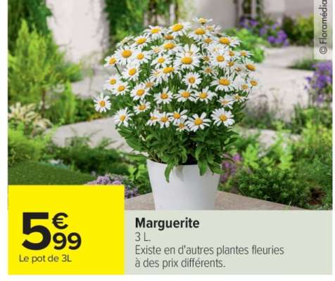 Marguerite