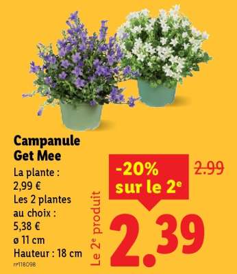 Campanule Get Mee