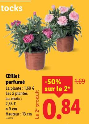 Œillet parfumé