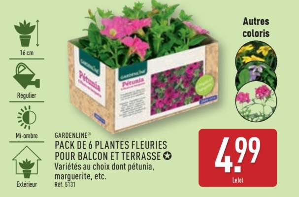 PACK DE 6 PLANTES FLEURIES POUR BALCON ET TERRASSE