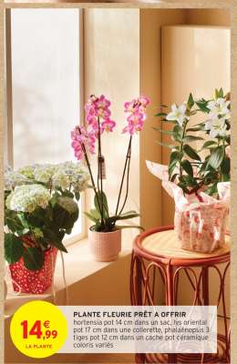 Plante Fleurie Prêt à Offrir