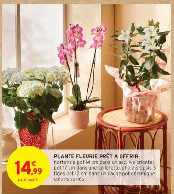 Plante Fleurie Prêt à Offrir