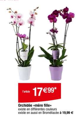 Orchidée «mère fille»