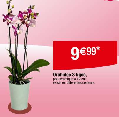 Orchidée 3 tiges