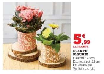 Plante fleurie