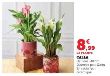 LA PLANTE CALLA