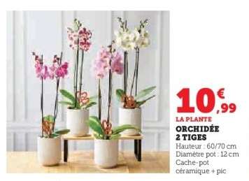 Orchidée 2 tiges