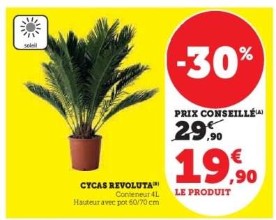 Cycas Revoluta