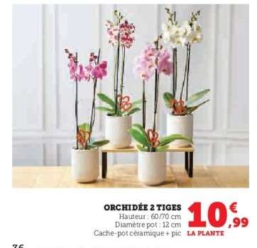 Orchidée 2 tiges