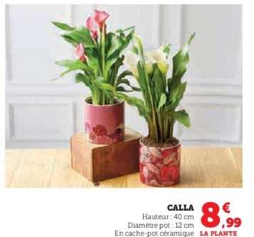 Calla