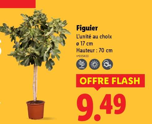 FIGUIER
