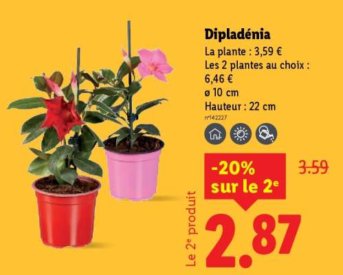 Dipladenia