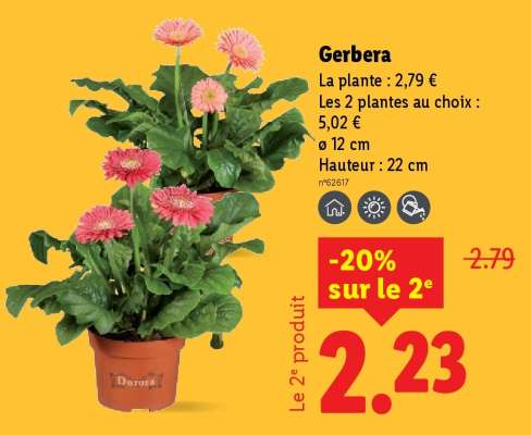 Gerbera