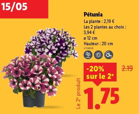Pétunia
