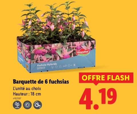 Barquette de 6 fuchsias