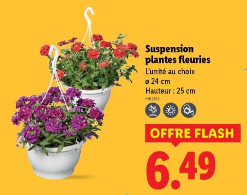 Suspension plantes fleuries