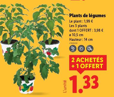 Plants De Legumes