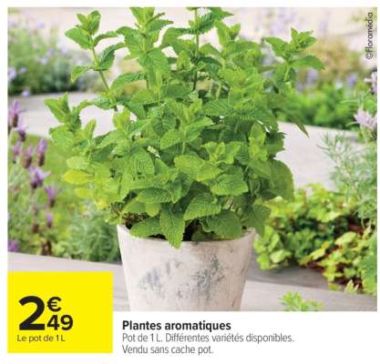 Plantes Aromatiques