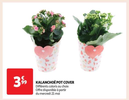 KALANCHOË POT COVER