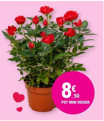 POT MINI ROSIER
