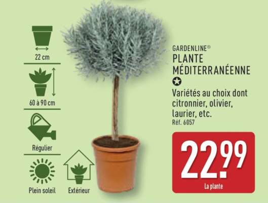 GARDENLINE® PLANTE MÉDITERRANÉENNE