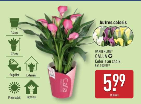 GARDENLINE CALLA