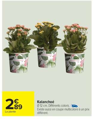 Kalanchoé